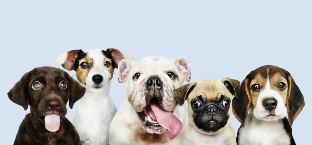 Grupo de cachorros sentados olhando para a foto