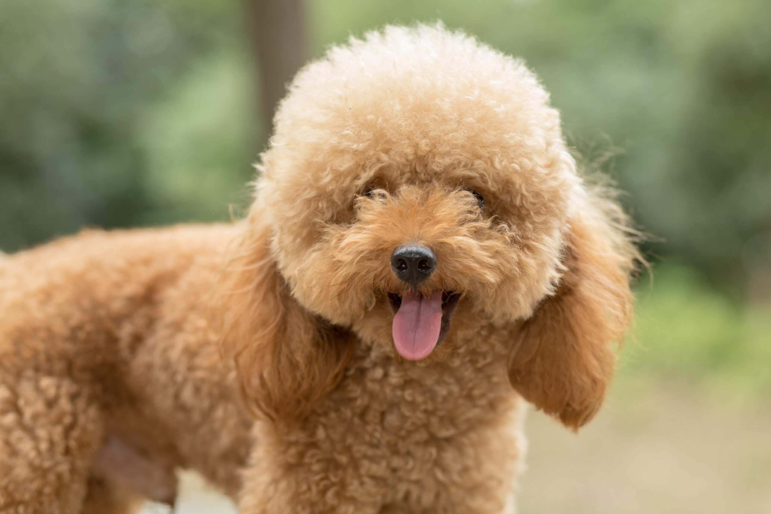 Cachorro da raça Poodle