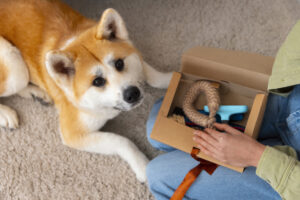 Cachorro olhando para o seu dono que está sentado com uma caixa com alguns brinquedos.